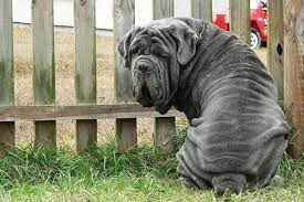 The neapolitan mastiff or mastino napoletano is an italian breed of large dog. Neapolitan Mastiff Temperament Price And Puppies For Sale