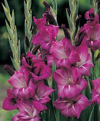 Grande Passion Gladiolus Gladiolus Flowers Photography Beautiful Flowers