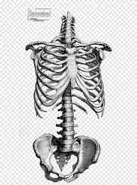 7.5 heads thethirdcartel 349 28. Skeleton Illustration Human Skeleton Anatomy Drawing Bone Skeleton Monochrome Head Png Pngegg