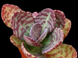 Kalanchoe Humilis World Of Succulents