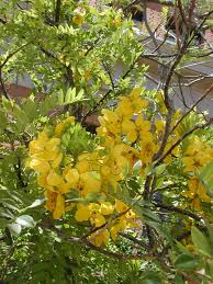 Maybe you would like to learn more about one of these? Find Trees Learn University Of Arizona Campus Arboretum