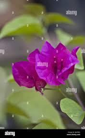 Image result for Nyctaginaceae