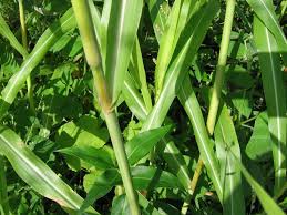 Image result for Sorghum arundinaceum