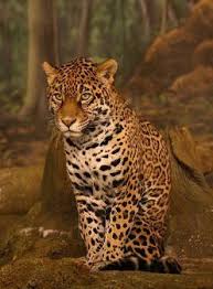 What Kind Of Animals Live In The Amazon Rainforest Rainforest Animals Wild Cats Jaguar Animal