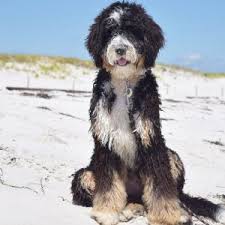 Available for adoption now at gentle giant bernedoodles! Standard Bernedoodles Swissridge Kennels
