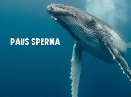 Paus ini dinamakan karena bahan putih susu spermaceti yang terdapat pada kepalanya, dan pada awalnya dikira sebagai sperma. Bangkai Paus Sperma Terdampar Di Pantai Ntt Rilis Id