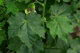 Image result for Hibiscus vitifolius