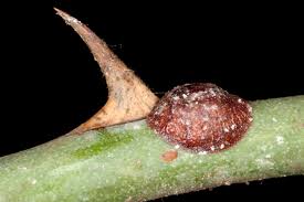 Image result for puklice švestková obrázek