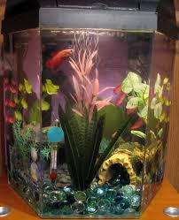 These betta fish tanks will keep your betta fish happy and thriving. Member Spotlight Luna