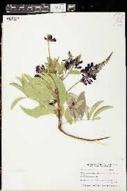 Image result for Millettia psilopetala