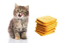 Many cats like to snack on bread, as strange as that may seem. Can Cats Eat Graham Crackers Don T Feed Till You Read This