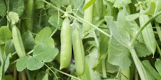 In this post we'll cover pea growing from planting to harvest, including garden pea companion plants, pea trellis and troubleshooting tips. 5 Tricks To Make Sure You Grow The Most Delicious Peas
