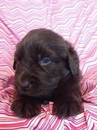 Getting your newfoundland puppy used to having their mouth, paws, and ears handled early on will make grooming a much easier experience as they grow. Newfoundland Puppies For Sale Michigan