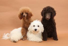 Red standard poodle puppies uk. Dogs Bichon Standard Poodle Pup And Adult Toy Poodle Photo Wp21413