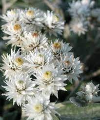 Auf nährstoffarmen, sandigen und steinigen böden, zusammen mit anderen pflanzen, die. Anaphalis Triplinervis Silberregen Perlkorbchen Silberimmortelle Stauden Winterharte Stauden Garten Am Hang