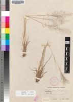 Image result for Sporobolus festivus