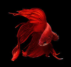Siamese Fighting Fish Siamese Fighting Fish Betta Fish Beautiful Fish