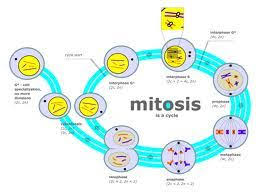 Mitosis The Nuclear Division That Results In Two Daughter Cells Typically Becoming Tissue Growth Mitosis Differences Betwe Mitosis Cell Cycle Cell Division