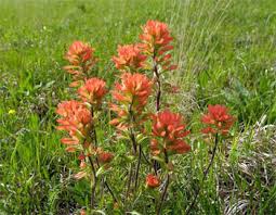 Indian paintbrush (castilleja spp.) blooms early spring throughout the state. Texas Indian Paint Brush Seeds Growing Guide