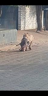 We did not find results for: Cachorro Da Raca Pitbull Solto Na Rua Mata Cachorrinho Jpnews