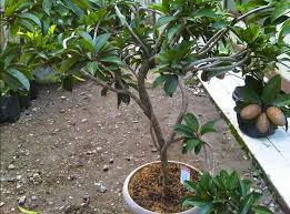 Secara umum, hanya mencapai 2 meter dan proses pertumbuhannya cukup cepat, keberhasilan menanam pir dalam pot cukup besar, sehingga banyak petani telah mencoba dan berhasil. Harga Tanaman Buah Dalam Pot Jenis Tanaman Buah Cepat Berbuah