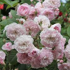 Maybe you would like to learn more about one of these? Laure Davoust Rosen Online Kaufen Im Rosenhof Schultheis Rosen Online Kaufen Im Rosenhof Schultheis