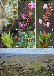 Image result for Sauvagesia