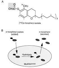 A Tocopherol Transfer Protein Stimulates The Secretion Of A Tocopherol From A Cultured Liver Cell Line Through A Brefeldin A Insensitive Pathway Pnas
