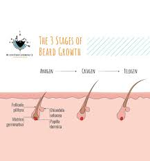 How Long Does It Take To Grow A Beard Mission Beard