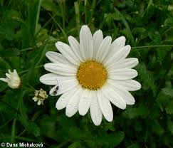 Image result for foto Kopretina