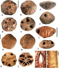 Image result for Antrocaryon