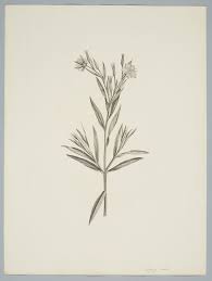 Image result for Trichodesma zeylanicum