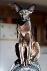 When the next litter is born we will let you know about it and you will get an. 100 Oriental Cat Ideas Oriental Cat Oriental Shorthair Oriental Shorthair Cats