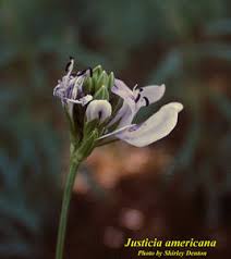 Image result for Justicia tenella