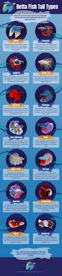 Betta Fish Tail Types Japanesefightingfish Org Pet Fish Betta Fish Types Betta Fish Tank