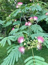 Mimosa Tree Beautiful But Mimosa Tree Beautiful Tree Tree