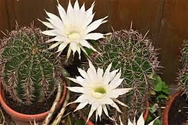 When nasa completed their massive study on house plants and their various benefits, one plant that made it out it is also a plant that is believed to have the ability to absorb some radiation in the environment, which could include the radiation from emf's. Can A Cactus Really Absorb Radiation The Truth Cactuscare