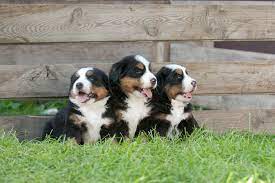 For us, it's all in those soulful eyes. 5 Things To Know About Bernese Mountain Dog Puppies Gfp