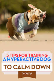 However, a combination of training, exercise, and other tricks can be used to calm down a great dane of any. 5 Ways To Train A Hyperactive Dog To Calm Down Top Dog Tips