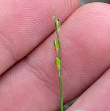 Image result for Entolasia