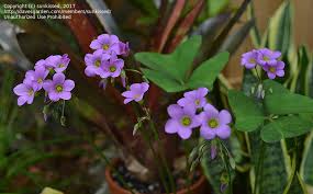 Image result for Oxalis latifolia
