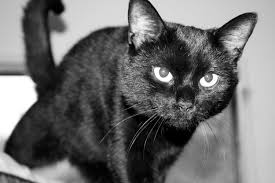 Black kitten adoption near me. Adoptable Cats Kitty City Cat Rescue