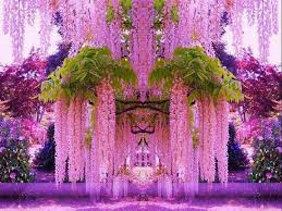 Ce anume fac japonezii pentru a obtine performanta? Japonia Wisteria Garden Purple Wisteria Beautiful Flowers