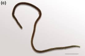 Image result for Gilgiochloa