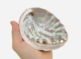 Les animaux du monde : Haliotis Abalone Abalone Abalone Large Shell Curiosity Cabinet Pearl Shell Shell Decoration Abalone Shell Incense Shell Decorations Pearl Shell Shells