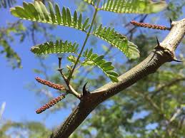Image result for Acacia goetzei