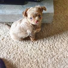 Find a long haired chihuahua on gumtree, the #1 site for dogs & puppies for sale classifieds ads in the uk. My Little Blue Eyed Boy Long Haired Chihuahua Aww
