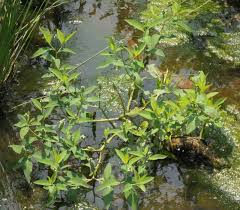 Image result for Sphenoclea zeylanica