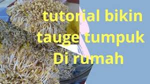 Kocok telur yang sudah ditambah sedikit bumbu samyang, selagi kamu menunggu mie masak. Download How To Grow Green Beans Untill Harvest Cara Menanam Kacang Ijo Hingga Panen Mp4 3gp Mp3 Flv Webm Pc Mkv Daily Movies Hub