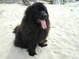 Our newfoundland's live in our house with all the comforts of our home. Newfoundland Puppies Everything You Need To Know
